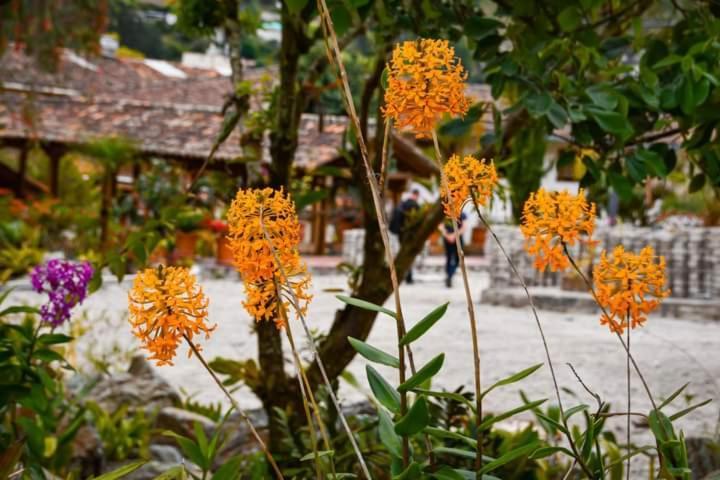 Uzhupud Garden Hotel & Lodge Paute Exterior photo